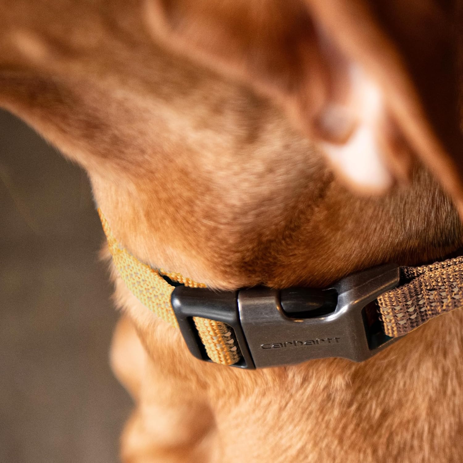 imageCarhartt Nylon Webbing Dog Collar Fully Adjustable WDurable Side Release Buckle and Reflective Stitching Black MediumShaded Spruce