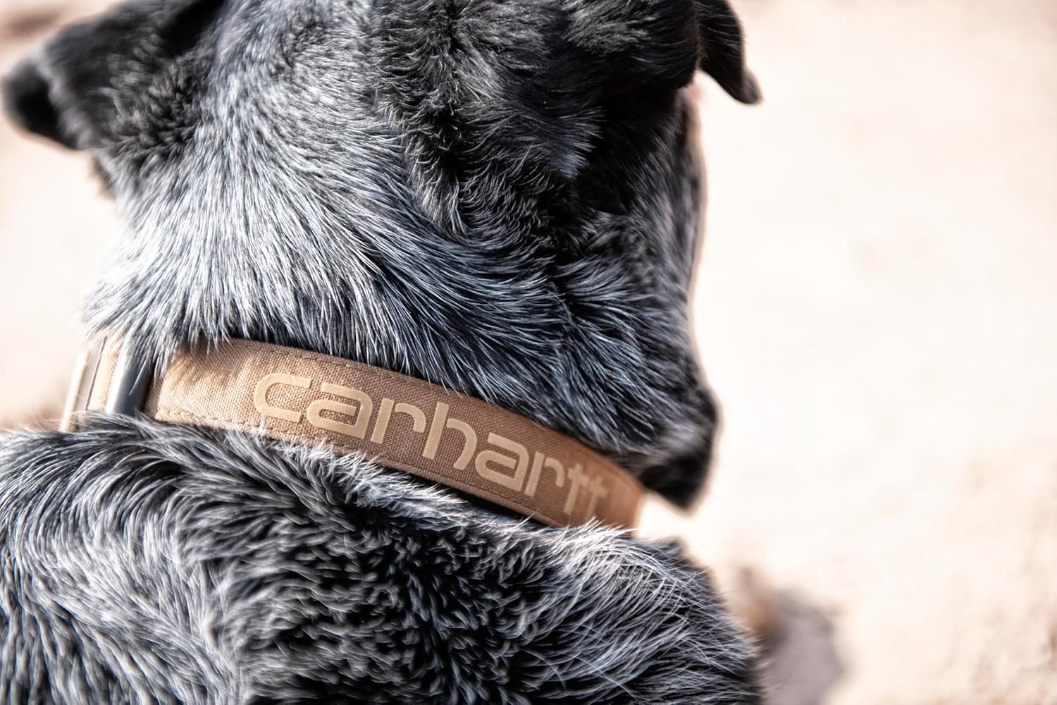 imageCarhartt Pet Fully Adjustable Webbing Collars for Dogs Reflective Stitching for Visibility Blanket Stripe MediumCarhartt Brown Nylon Canvas Webbing
