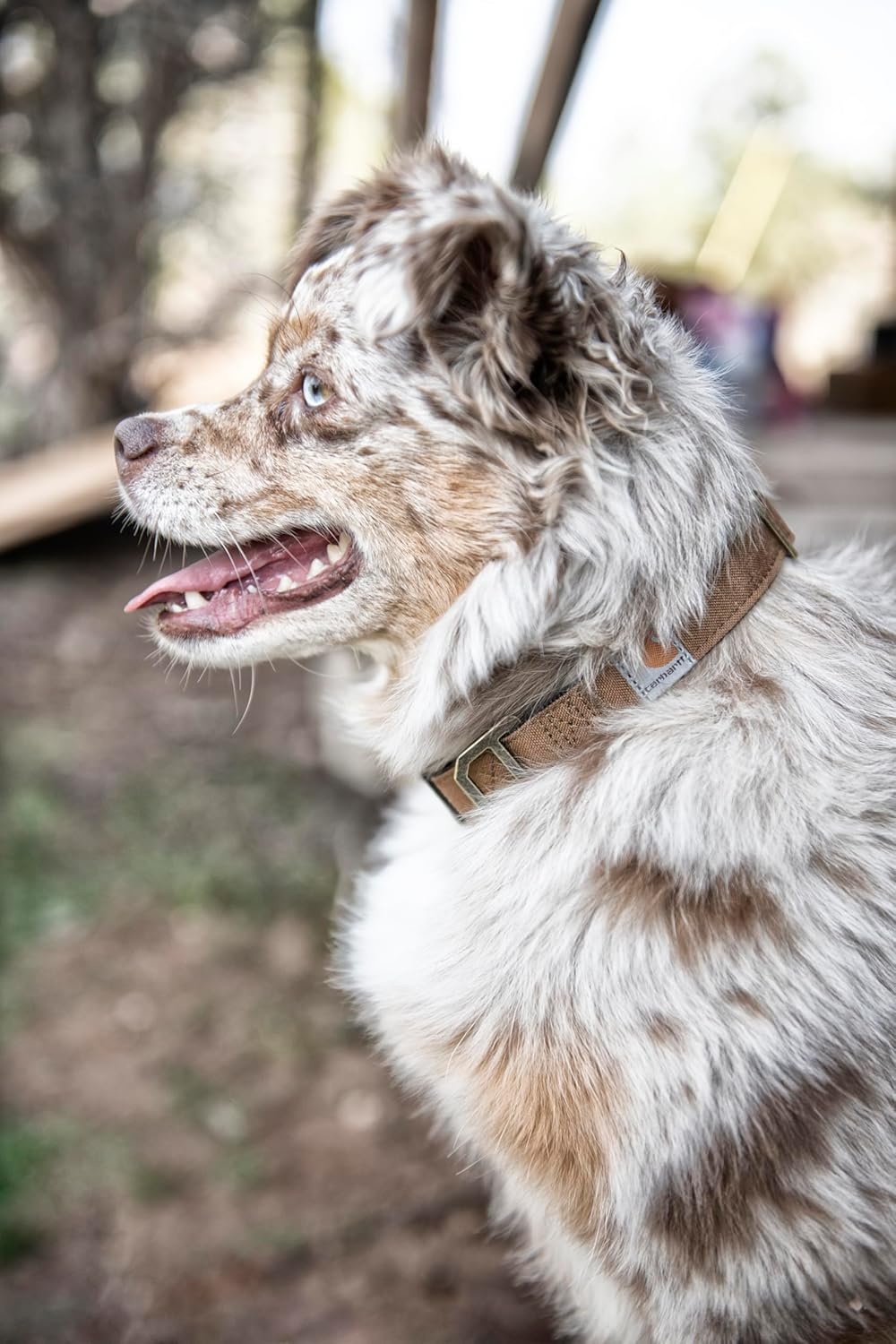 imageCarhartt Pet Fully Adjustable Webbing Collars for Dogs Reflective Stitching for Visibility Blanket Stripe MediumCarhartt Brown Nylon Canvas Webbing