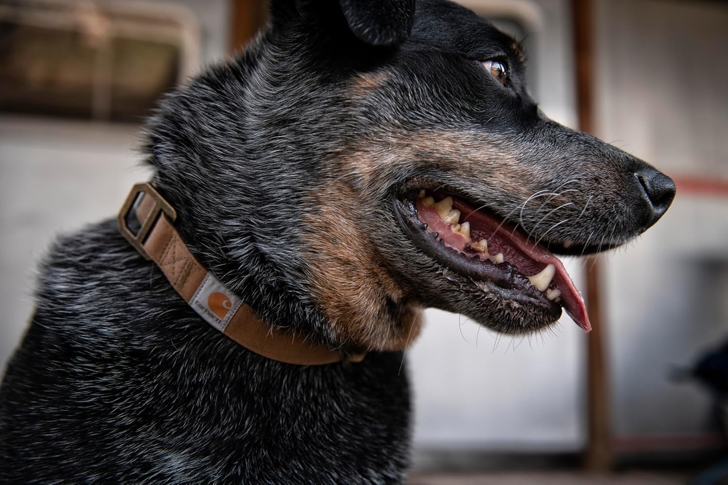 imageCarhartt Pet Fully Adjustable Webbing Collars for Dogs Reflective Stitching for Visibility Blanket Stripe MediumCarhartt Brown Nylon Canvas Webbing