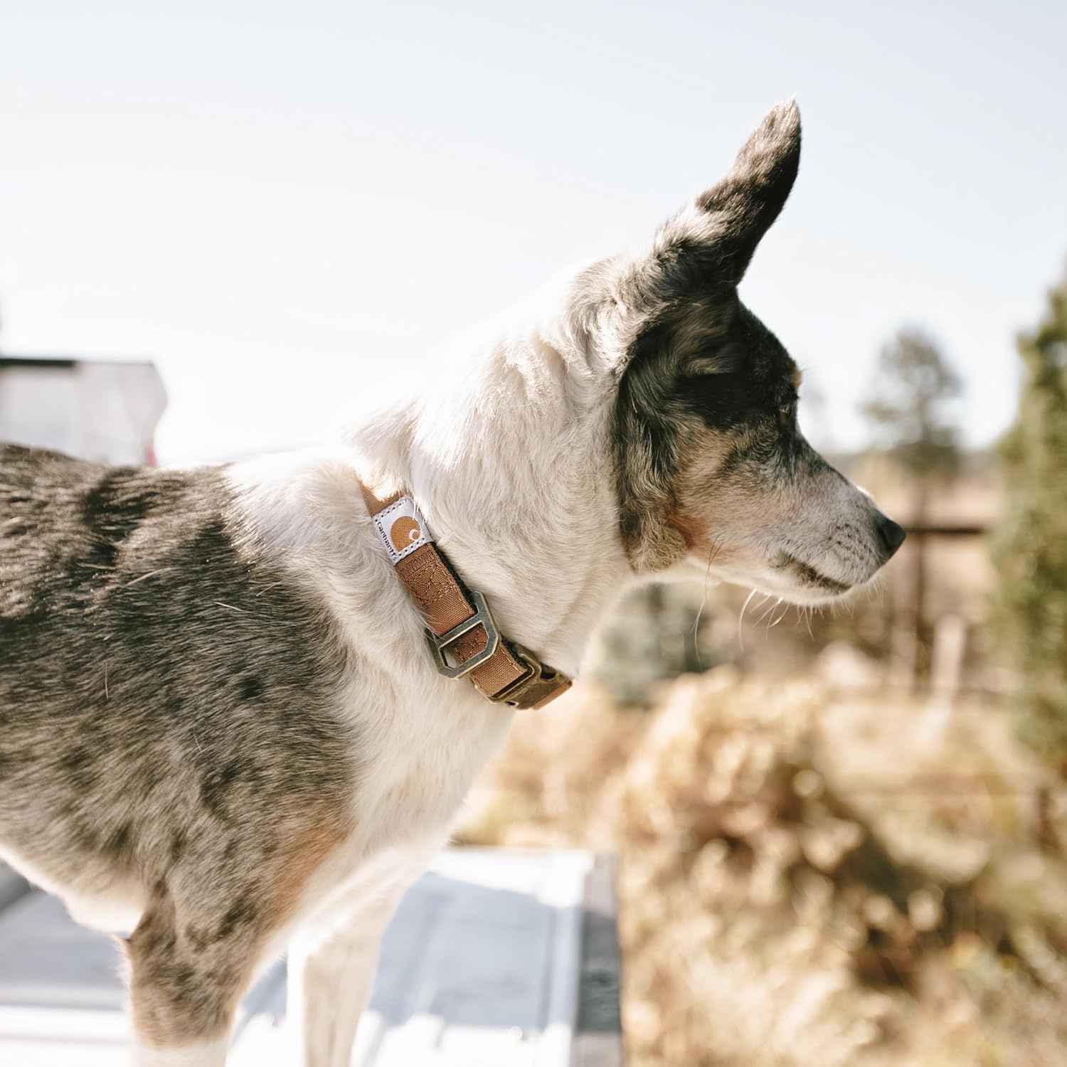 imageCarhartt Pet Fully Adjustable Webbing Collars for Dogs Reflective Stitching for Visibility Blanket Stripe MediumCarhartt Brown Nylon Canvas Webbing