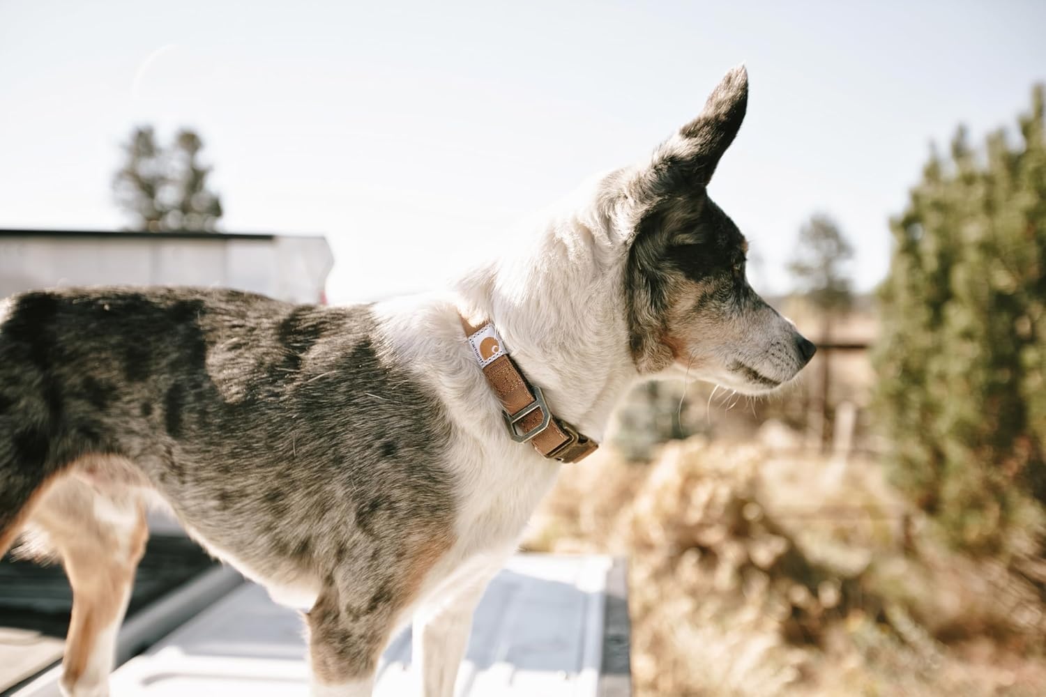 imageCarhartt Pet Fully Adjustable Webbing Collars for Dogs Reflective Stitching for Visibility Blanket Stripe MediumCarhartt Brown Nylon Canvas Webbing