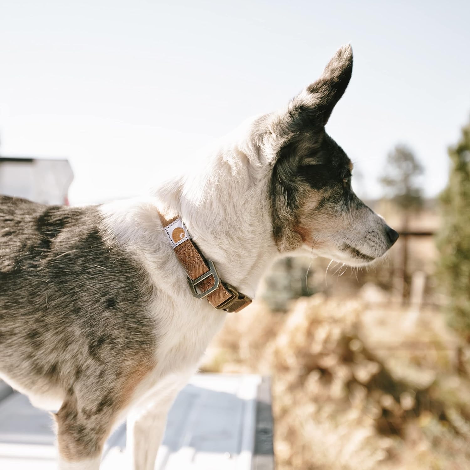 imageCarhartt Pet Fully Adjustable Webbing Collars for Dogs Reflective Stitching for Visibility Blanket Stripe MediumMarine Blue Nylon Canvas Webbing