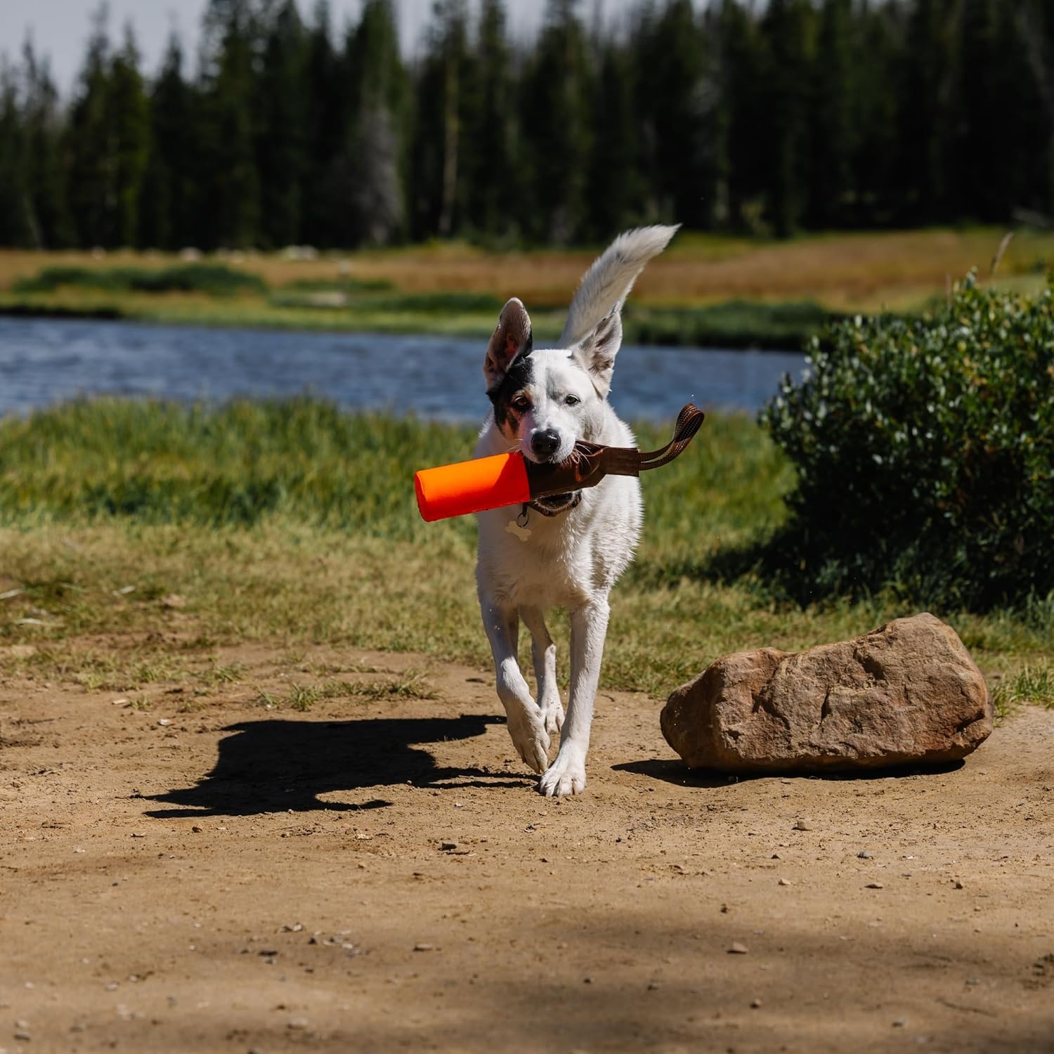 imageCarhartt Pet Training Tool Dog Retrieving Bumper Rugged Nylon Duck Canvas Training Bumper Designed for Retrieval Training Hunter Orange SmallHunter Orange