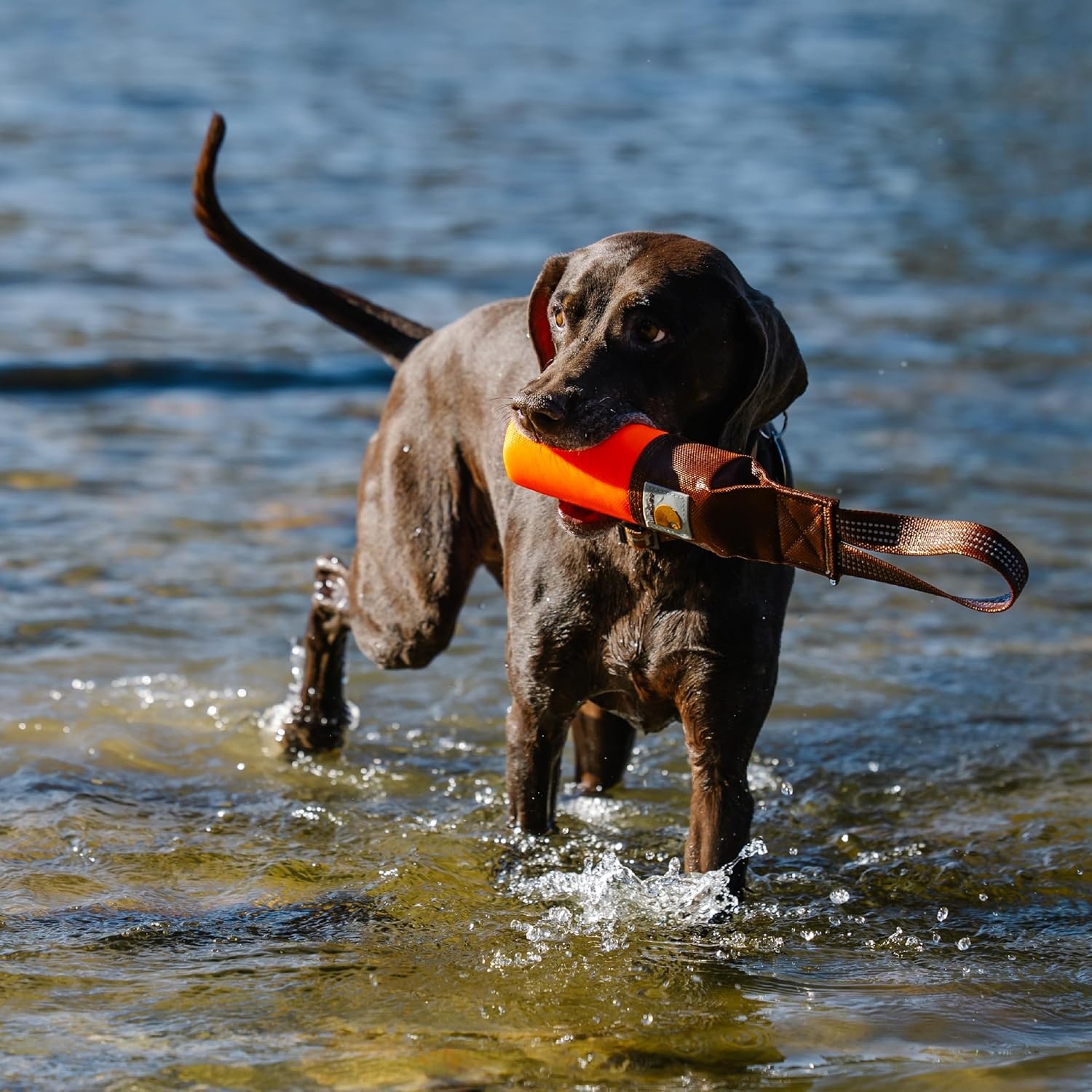 imageCarhartt Pet Training Tool Dog Retrieving Bumper Rugged Nylon Duck Canvas Training Bumper Designed for Retrieval Training Hunter Orange SmallHunter Orange