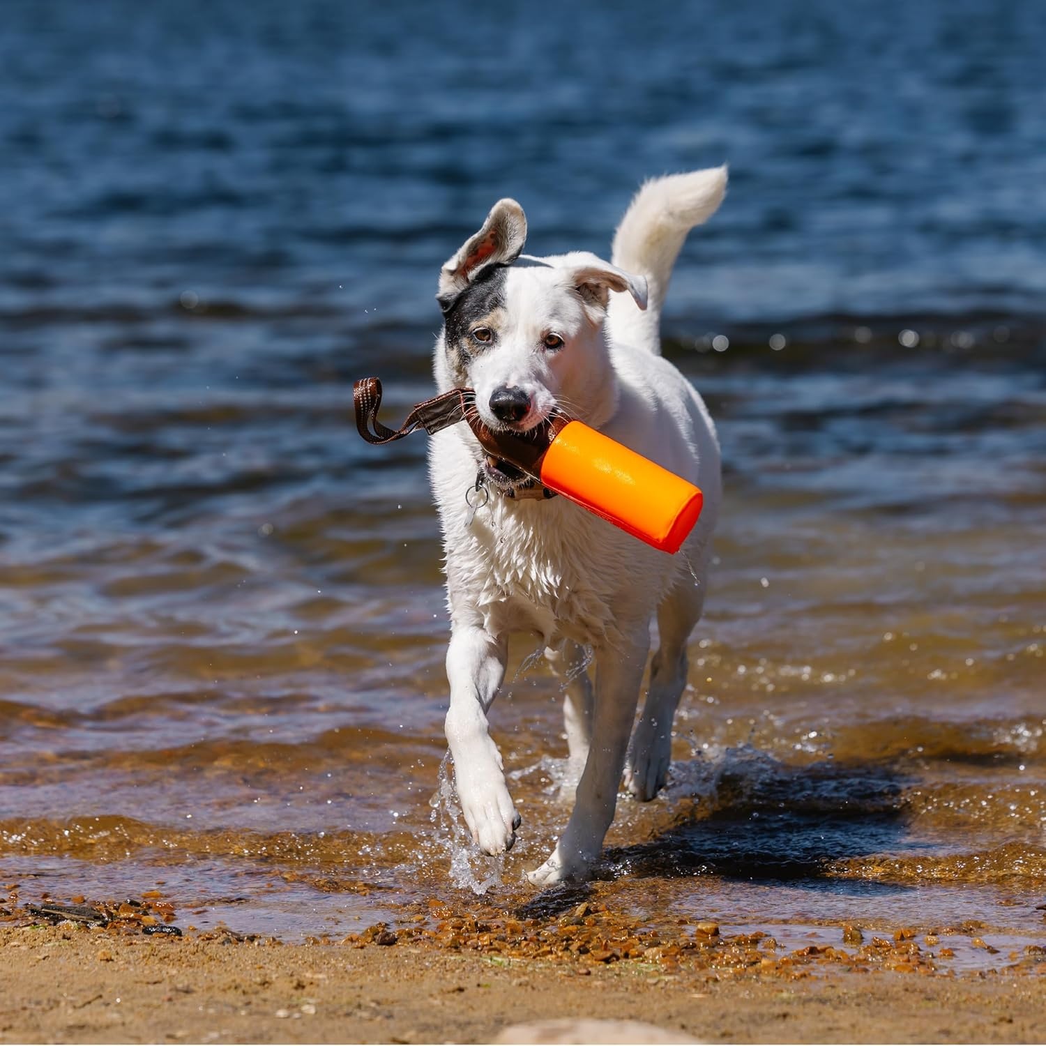 imageCarhartt Pet Training Tool Dog Retrieving Bumper Rugged Nylon Duck Canvas Training Bumper Designed for Retrieval Training Hunter Orange SmallHunter Orange