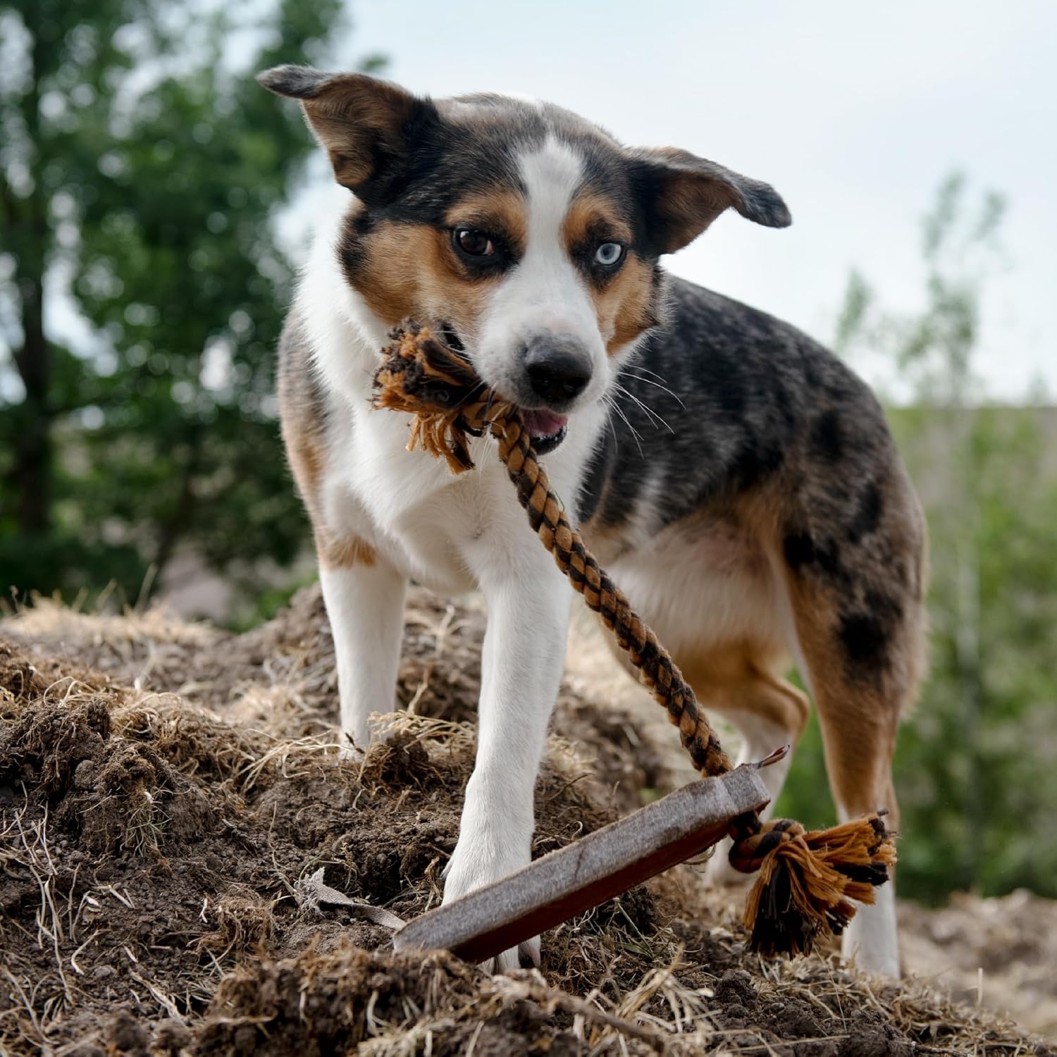 imageCarhartt Pet Training Tools Rugged Dog Tool for Tug Fetch and Play Field Dog Training Pull Carhartt BrownBumper Compressed Flet Carhartt Brown